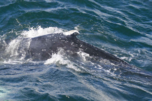 Humpback whale, W. Cork, Ireland 28/09/07 © Conor Ryan 